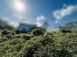 miniature