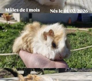miniature