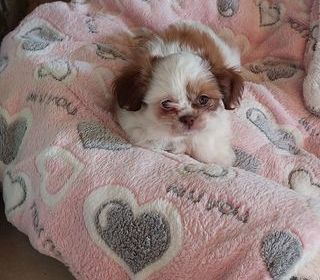 miniature