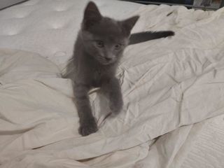 miniature