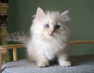 miniature