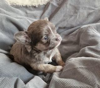 miniature
