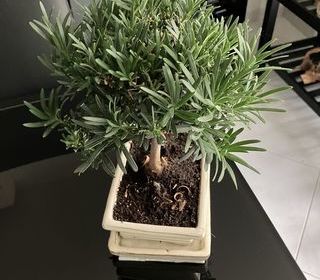 miniature