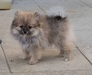 miniature