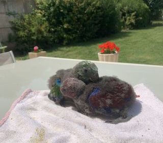 miniature
