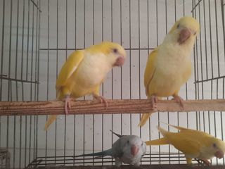 miniature