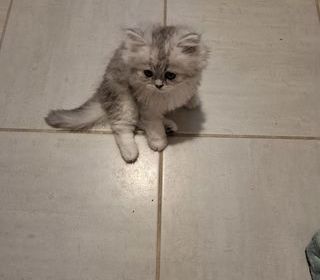 miniature