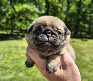 miniature