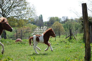 miniature