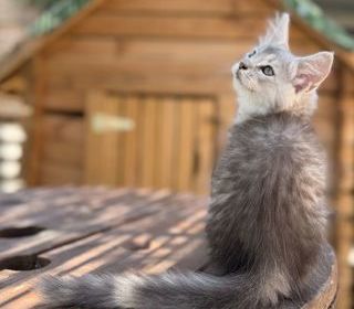 miniature