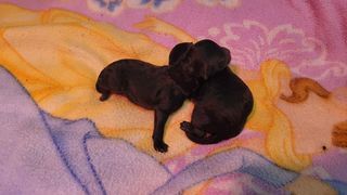 miniature