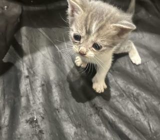 miniature