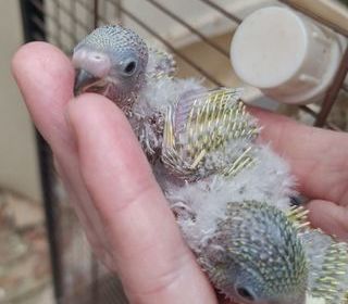 miniature