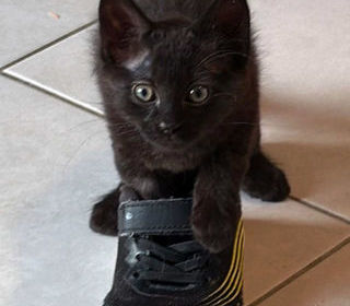 miniature