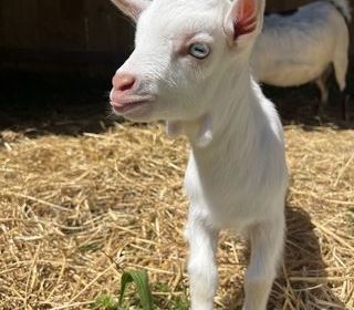 miniature