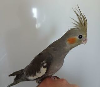 miniature