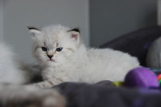 miniature