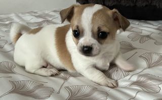 miniature
