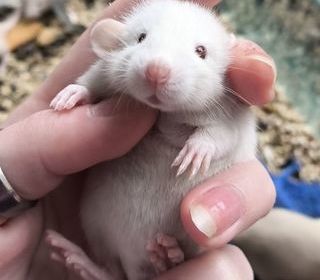 miniature