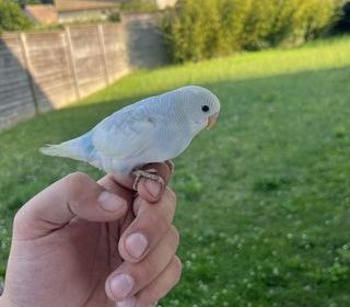 miniature