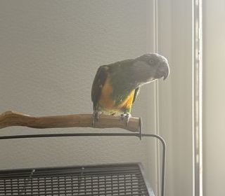 miniature
