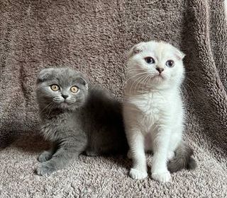 miniature
