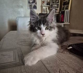 miniature