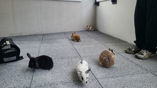 miniature