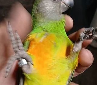 miniature