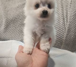 miniature