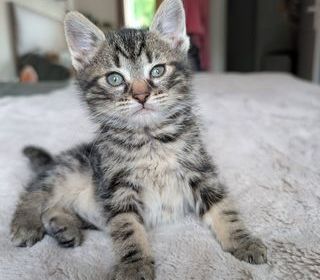 miniature