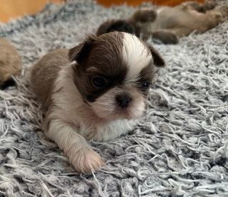 miniature