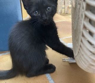 miniature