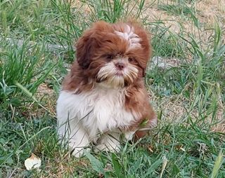 miniature