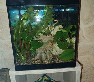 miniature