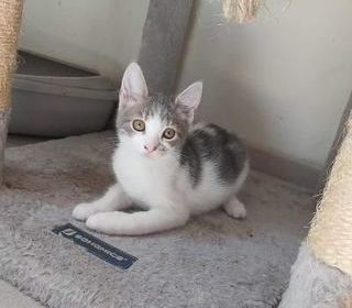miniature