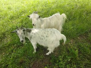 miniature