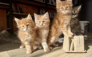miniature