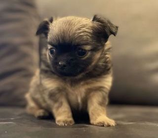 miniature