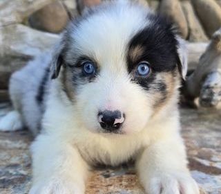 miniature