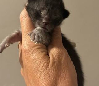 miniature