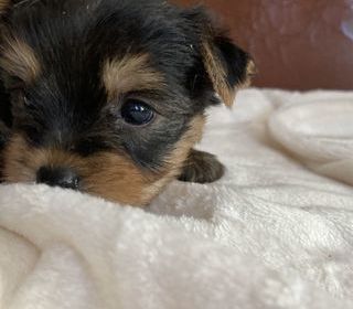 miniature