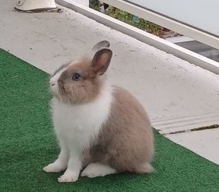 miniature