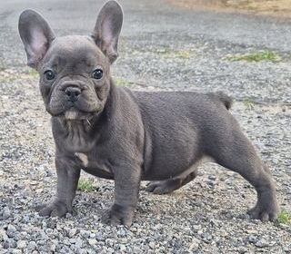 miniature