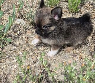miniature