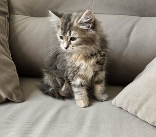 miniature