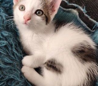 miniature