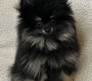 miniature
