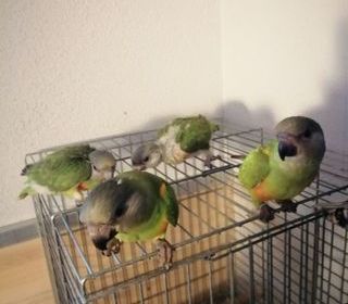 miniature
