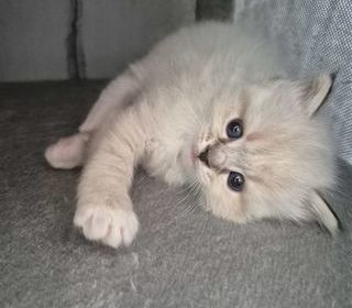 miniature